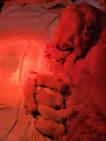 Shiawassee Golden Retrievers, a female Golden Retriever for sale in Owosso, MI – Photo 7 of 9