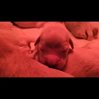 Shiawassee Golden Retrievers, a female Golden Retriever for sale in Owosso, MI – Photo 6 of 9