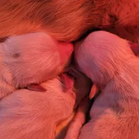 Shiawassee Golden Retrievers, a female Golden Retriever for sale in Owosso, MI – Photo 4 of 9