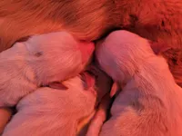 Shiawassee Golden Retrievers, a female Golden Retriever for sale in Owosso, MI – Photo 4 of 9