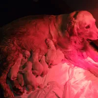 Shiawassee Golden Retrievers, a female Golden Retriever for sale in Owosso, MI – Photo 2 of 9