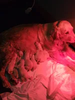 Shiawassee Golden Retrievers, a female Golden Retriever for sale in Owosso, MI – Photo 2 of 9