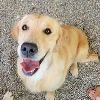 European golden puppies!, a  Golden Retriever for sale in Owosso, MI – Photo 5 of 8