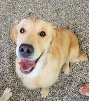 European golden puppies!, a  Golden Retriever for sale in Owosso, MI – Photo 5 of 8