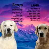 European golden puppies!, a  Golden Retriever for sale in Owosso, MI – Photo 3 of 8