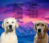 European golden puppies!, a  Golden Retriever for sale in Owosso, MI – Photo 3 of 8