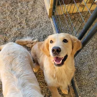 European golden puppies!, a  Golden Retriever for sale in Owosso, MI – Photo 7 of 8