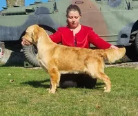 European golden puppies!, a  Golden Retriever for sale in Owosso, MI – Photo 4 of 8