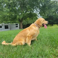 European golden puppies!, a  Golden Retriever for sale in Owosso, MI – Photo 8 of 8