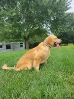 European golden puppies!, a  Golden Retriever for sale in Owosso, MI – Photo 8 of 8