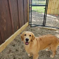 European golden puppies!, a  Golden Retriever for sale in Owosso, MI – Photo 6 of 8