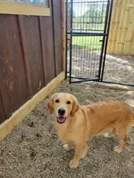 European golden puppies!, a  Golden Retriever for sale in Owosso, MI – Photo 6 of 8