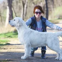 European golden puppies!, a  Golden Retriever for sale in Owosso, MI – Photo 2 of 8