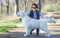 European golden puppies!, a  Golden Retriever for sale in Owosso, MI – Photo 2 of 8