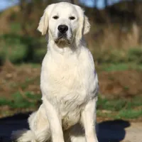 European golden puppies!, a  Golden Retriever for sale in Owosso, MI – Photo 1 of 8