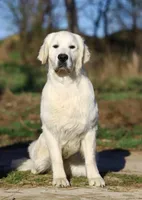 European golden puppies!, a  Golden Retriever for sale in Owosso, MI – Photo 1 of 8