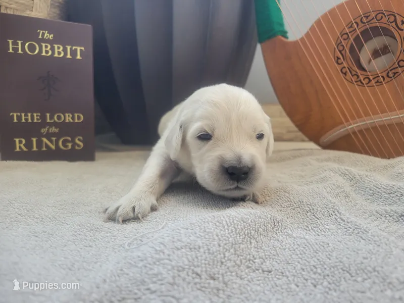 Lobelia, Champion Sired – Golden Retriever puppy for sale in Owosso, MI