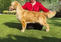Gimli, Champion Sired, a male Golden Retriever for sale in Owosso, MI – 2 of 3