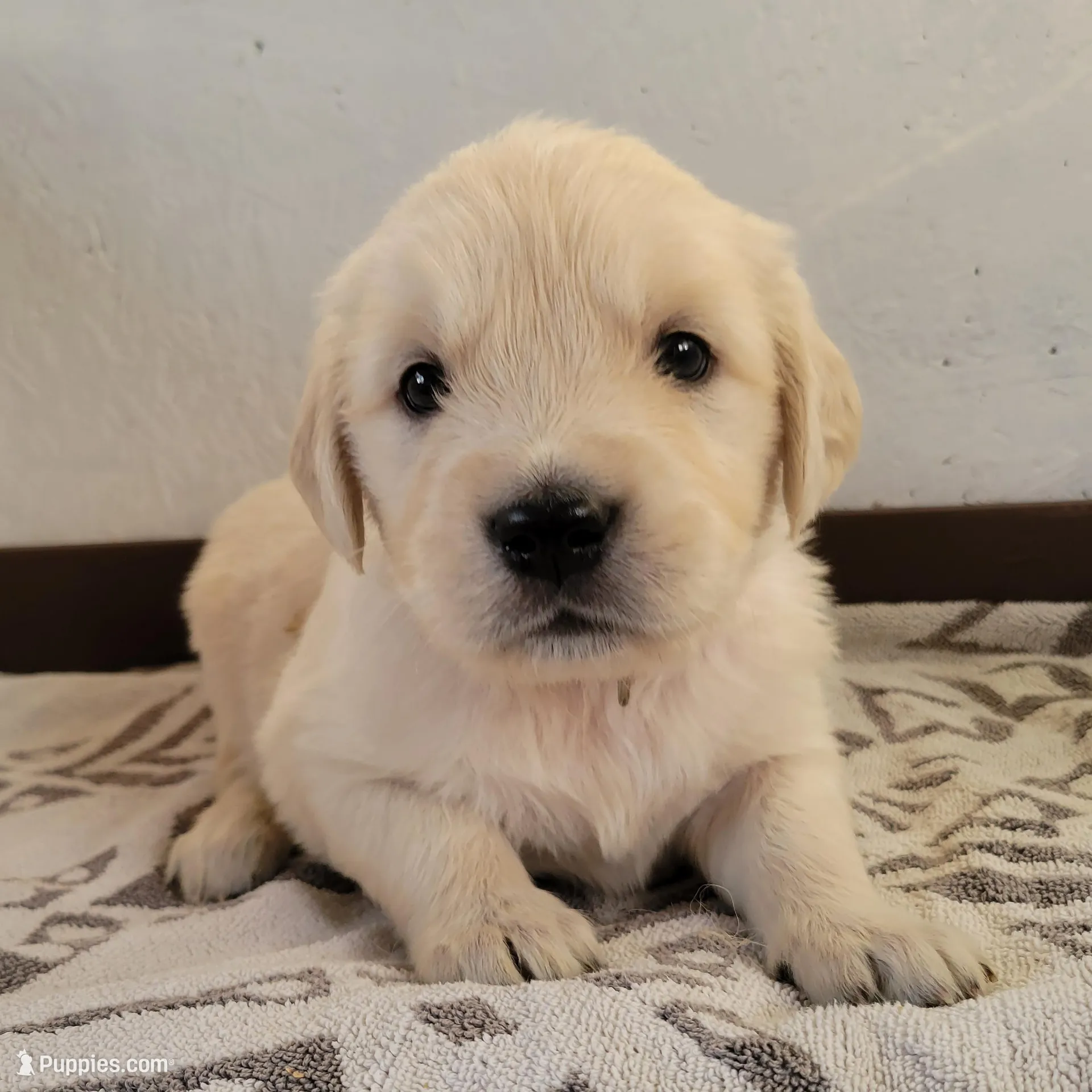 Krave, Champion Sired, a female Golden Retriever for sale in Owosso, MI – Photo 3 of 3