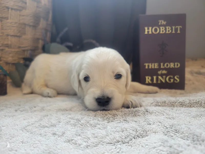 Lobelia, Champion Sired – Golden Retriever puppy for sale in Owosso, MI