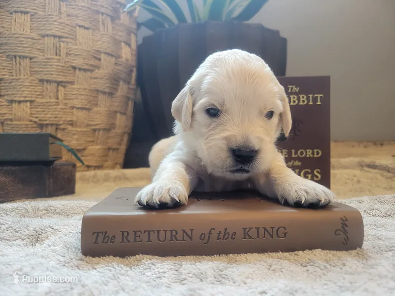 Aragorn, Champion Sired – Golden Retriever puppy for sale in Owosso, MI