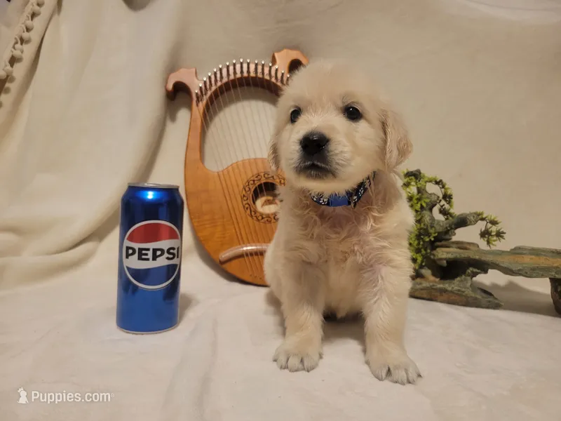 Pepsi, Champion Sired – Golden Retriever puppy for sale in Owosso, MI