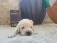 Arwen, Champion Sired, a female Golden Retriever for sale in Owosso, MI – 2 of 4