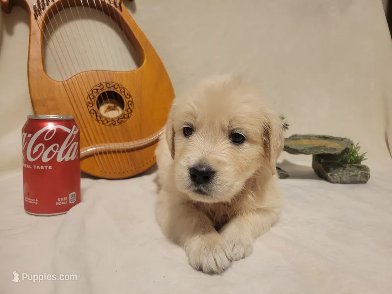 Coca-Cola, Champion Sired – Golden Retriever puppy for sale in Owosso, MI