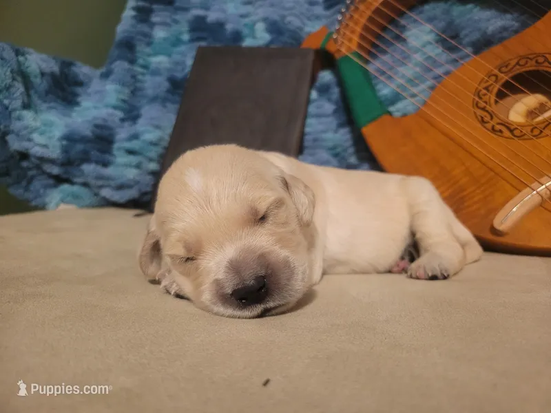 Gimli, Champion Sired – Golden Retriever puppy for sale in Owosso, MI