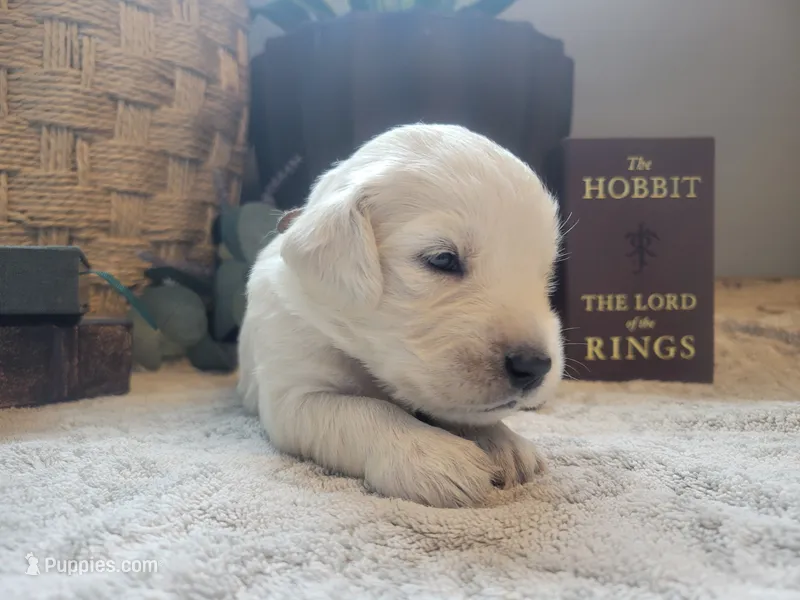 Goldilocks, Champion Sired – Golden Retriever puppy for sale in Owosso, MI