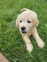 Coca-Cola, Champion Sired, a female Golden Retriever for sale in Owosso, MI – 2 of 4
