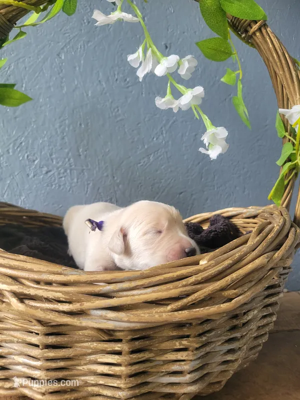 Fanta, Champion Sired – Golden Retriever puppy for sale in Owosso, MI