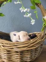 Fanta, Champion Sired, a female Golden Retriever for sale in Owosso, MI – 1 of 1