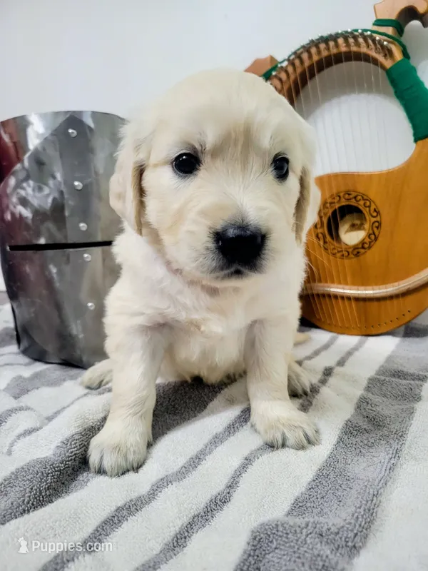 Galadriel, Champion Sired  – Golden Retriever puppy for sale in Owosso, MI