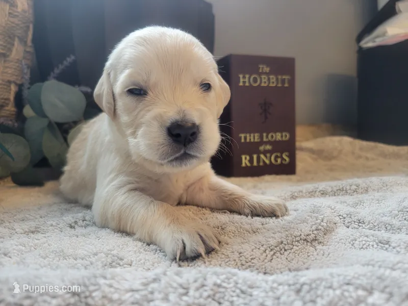 Arwen, Champion Sired – Golden Retriever puppy for sale in Owosso, MI