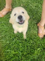 Sprite, Champion Sired, a female Golden Retriever for sale in Owosso, MI – 2 of 3