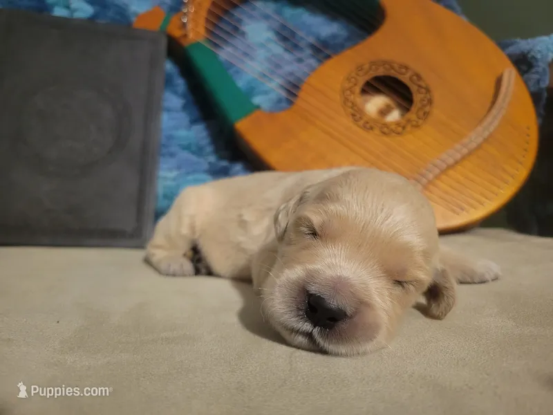 Gandalf, Champion Sired – Golden Retriever puppy for sale in Owosso, MI