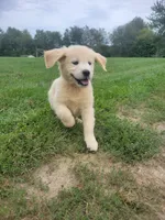 Coca-Cola, Champion Sired, a female Golden Retriever for sale in Owosso, MI – 3 of 4