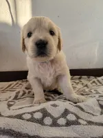 Cookie Crisp, a female Golden Retriever for sale in Owosso, MI – Photo 2 of 3