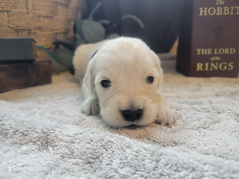 Rosie, Champion Sired – Golden Retriever puppy for sale in Owosso, MI