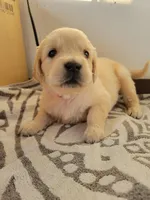 Fruity Pebbles, a female Golden Retriever for sale in Owosso, MI – Photo 1 of 3