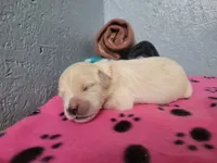 Faygo, Champion Sired , a male Golden Retriever for sale in Owosso, MI – 1 of 1