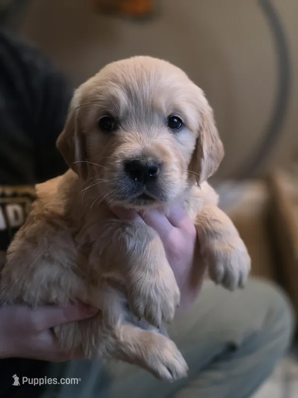 Cheerio, Champion Sired