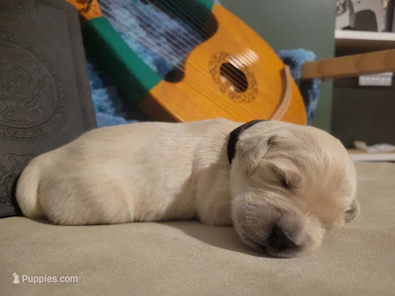 Aragorn, Champion Sired – Golden Retriever puppy for sale in Owosso, MI