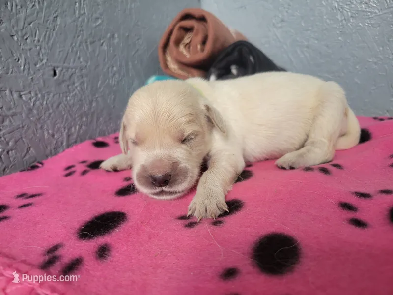 Sprite, Champion Sired – Golden Retriever puppy for sale in Owosso, MI
