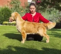 Cinnamon Toast Crunch, a female Golden Retriever for sale in Owosso, MI – Photo 2 of 3