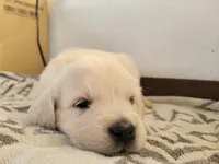 Cinnamon Toast Crunch, a female Golden Retriever for sale in Owosso, MI – Photo 3 of 3