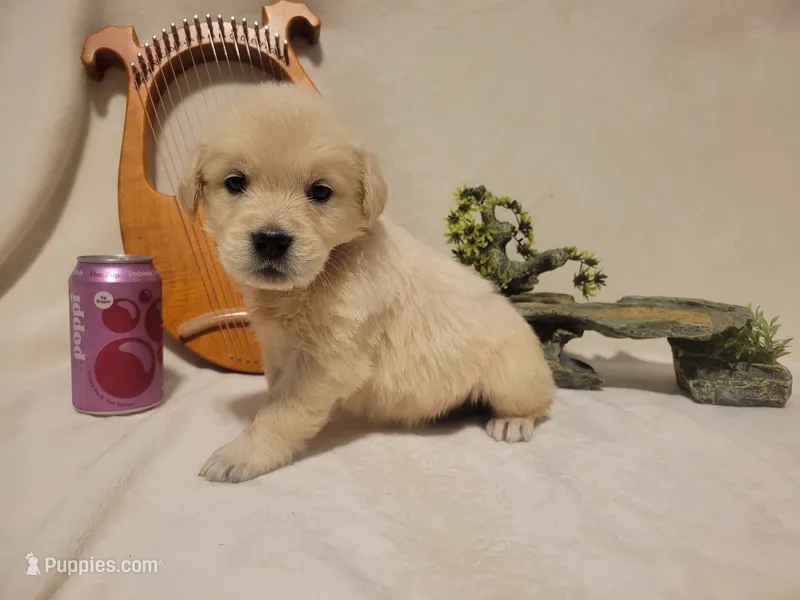 Poppi, Champion Sired – Golden Retriever puppy for sale in Owosso, MI