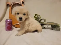 Poppi, Champion Sired (SOLD), a female Golden Retriever for sale in Owosso, MI – 1 of 1