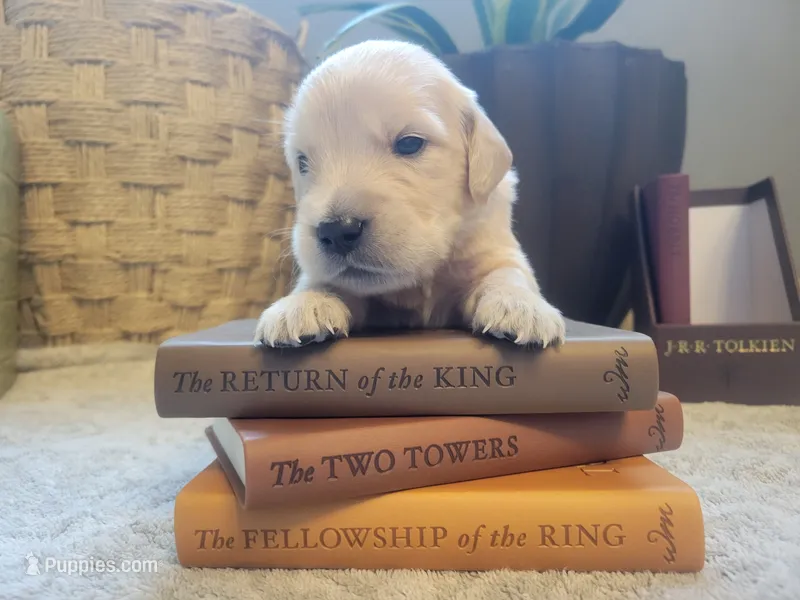 Legolas, Champion Sired – Golden Retriever puppy for sale in Owosso, MI